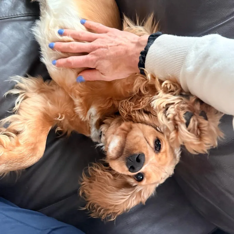 A young medium-sized male Cocker Spaniel dog named Jack for adoption in Crystal, MN