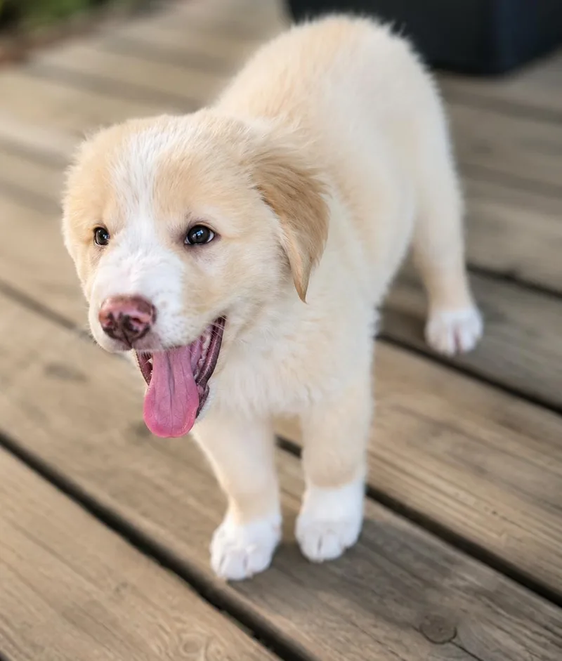 A baby large-sized male Apricot / Beige Great Pyrenees dog named Briggs for adoption in Kiowa, OK