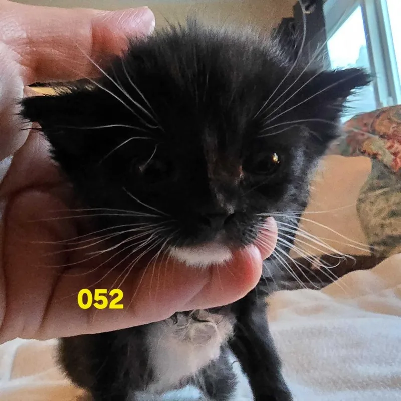 A baby small-sized male Black Domestic Short Hair cat named Ireland for adoption in Spokane, WA