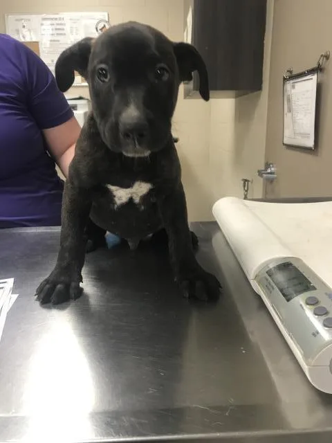 A baby small-sized male Pit Bull Terrier dog named Spike for adoption in Conroe, TX