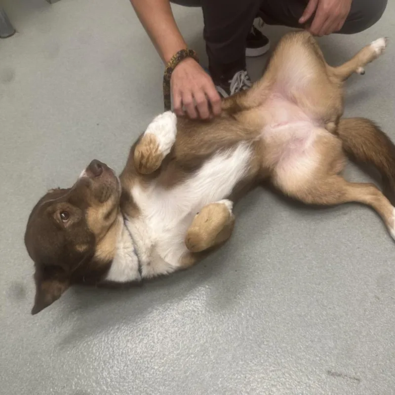 An adult medium-sized female Black Mixed Breed dog named Naomi for adoption in Abilene, TX