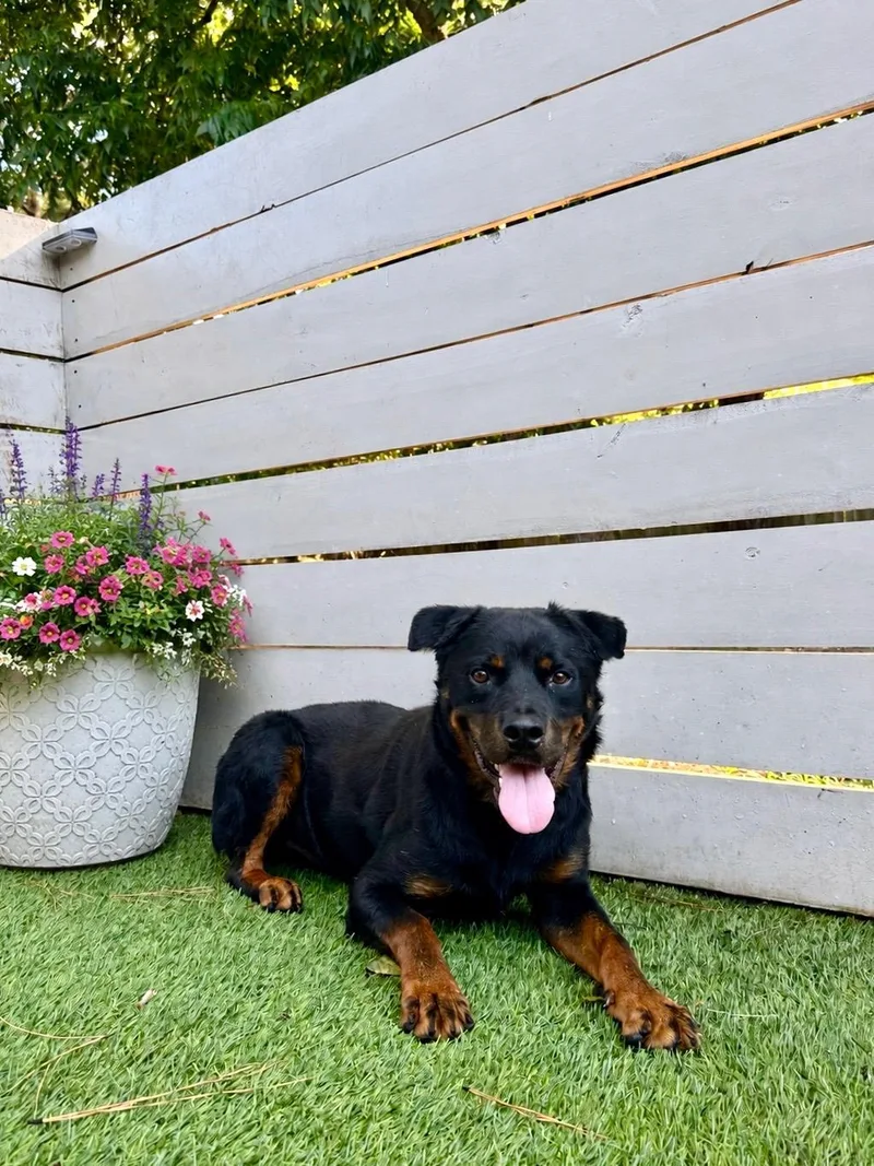 A young medium-sized male Black Rottweiler dog named King for adoption in Charleston, SC