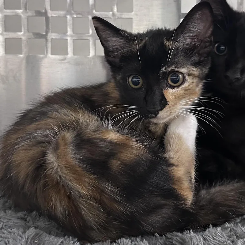 A baby small-sized female Tortoiseshell Domestic Short Hair cat named Mable for adoption in Mount Vernon, IN