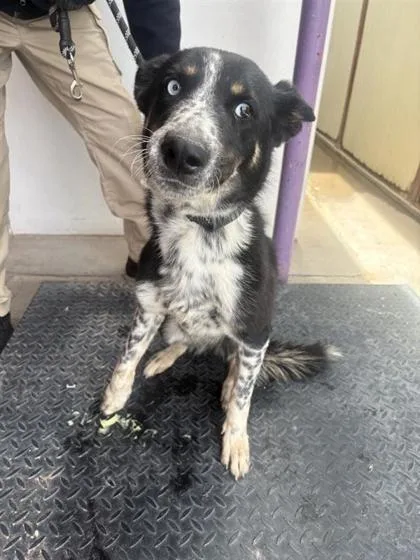 An adult medium-sized female Black Shepherd dog named 61127352 for adoption in El Paso, TX