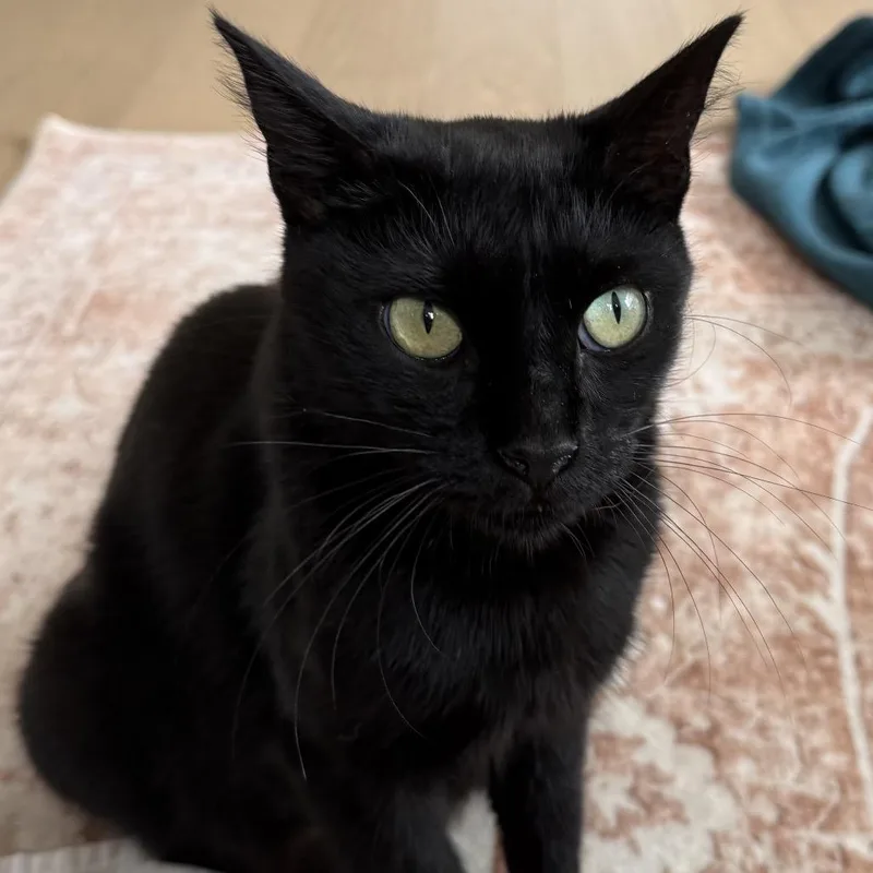 An adult small-sized female Black Domestic Short Hair cat named Titania for adoption in Middle Village, NY