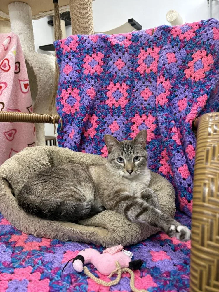 An adult large-sized male Domestic Short Hair cat named Corn for adoption in Fort Walton Beach, FL