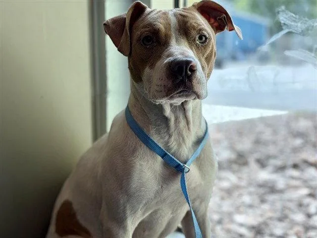 A young small-sized female American Staffordshire Terrier dog named Cove for adoption in Tavares, FL