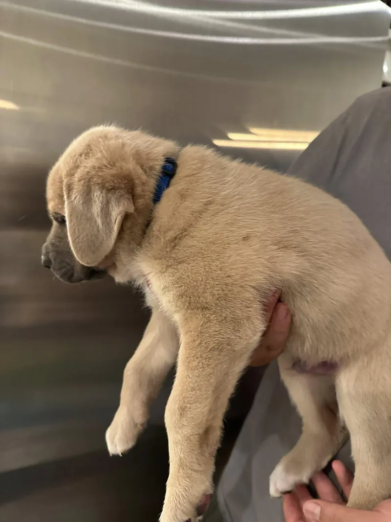 Blue Man thumbnail 2