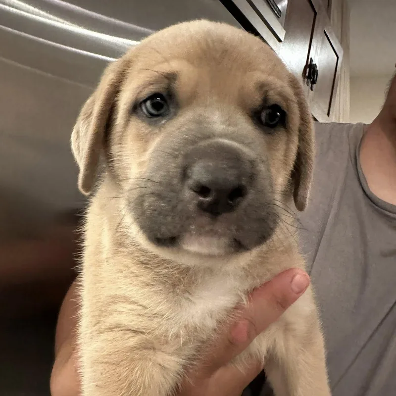A baby large-sized male Yellow / Tan / Blond / Fawn Mastiff dog named Blue Man for adoption in Agua Dulce, CA