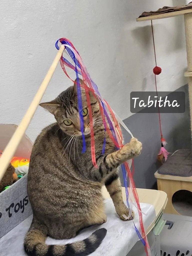 Tabitha thumbnail 2