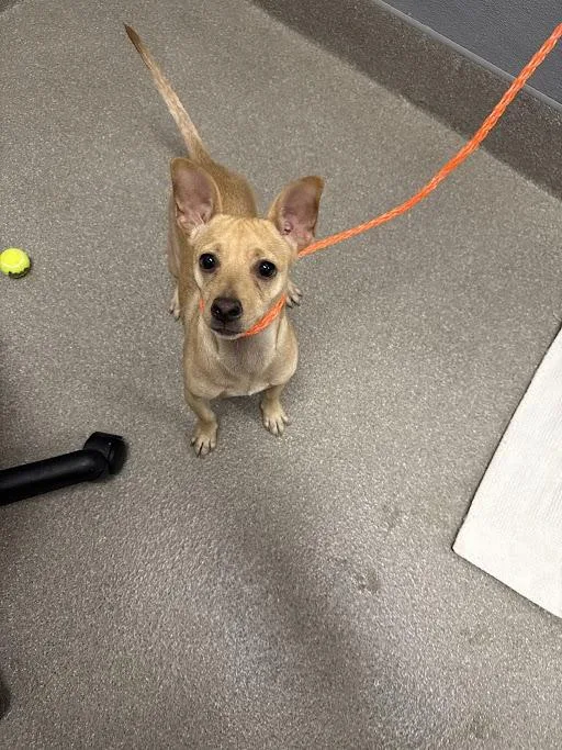 A young small-sized female Chihuahua dog named Mia for adoption in Las Vegas, NV