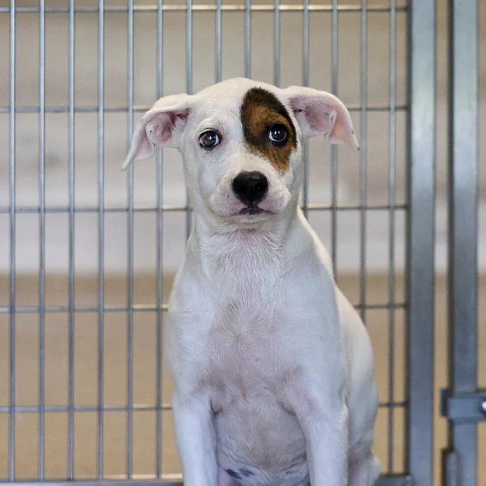 A baby medium-sized female White / Cream Mixed Breed dog named Sophie for adoption in Bradenton, FL