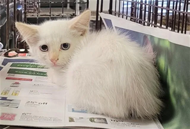 A baby small-sized male Domestic Short Hair cat named Coconut for adoption in Saint Cloud, FL