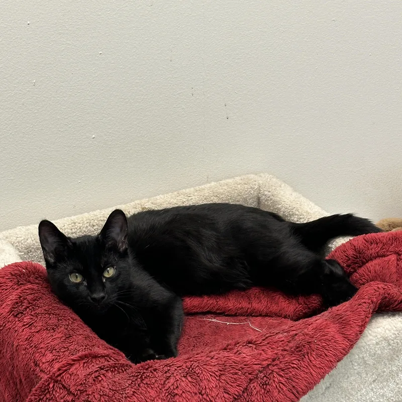 Marcel  Momma Lyra thumbnail 2