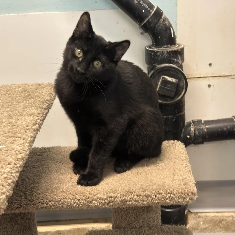 Marcel  Momma Lyra thumbnail 3