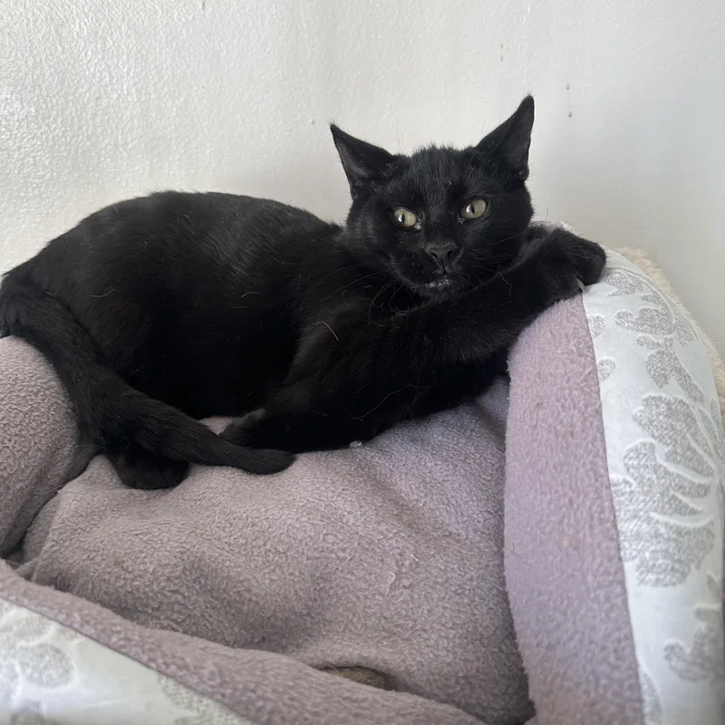 Marcel  Momma Lyra thumbnail 6