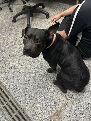 An adult large-sized female Mixed Breed dog named Paloma for adoption in West Chester, PA