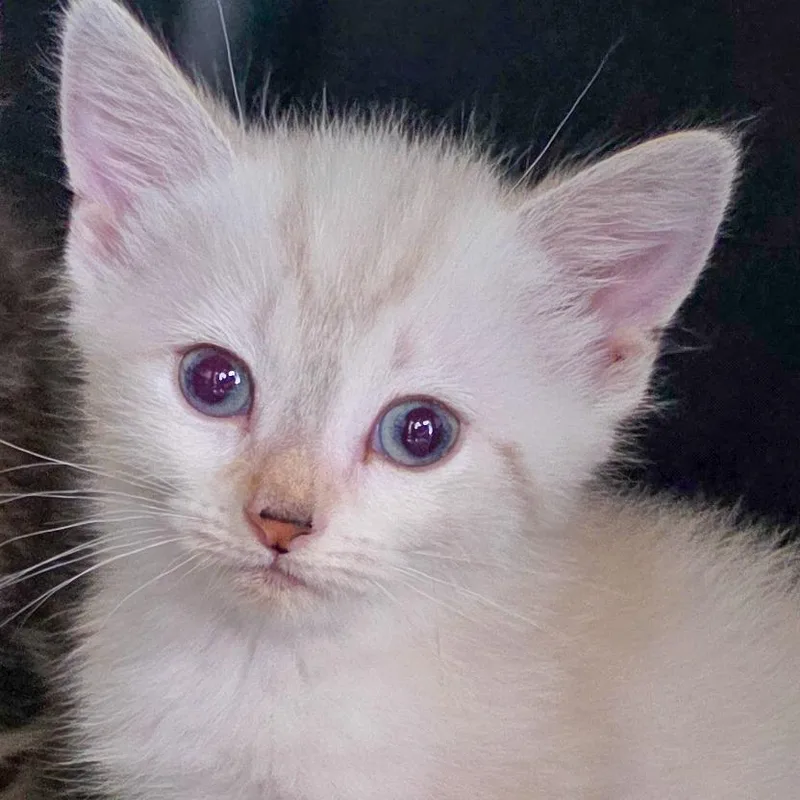 A baby small-sized male White Domestic Short Hair cat named Simba for adoption in Glenfield, NY