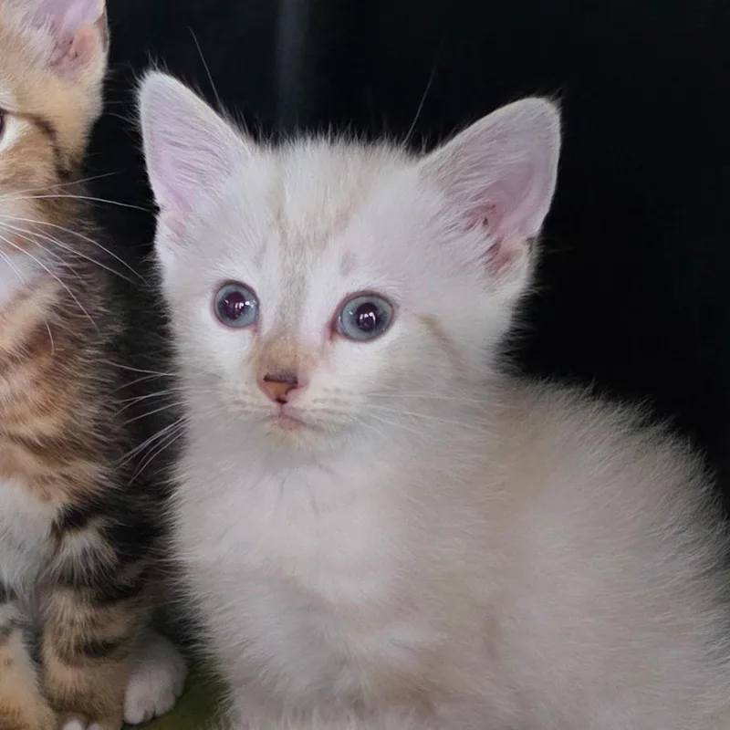 Simba thumbnail 2