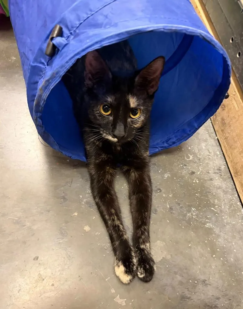A baby medium-sized female Domestic Short Hair cat named Hazel for adoption in St. Louis, MO