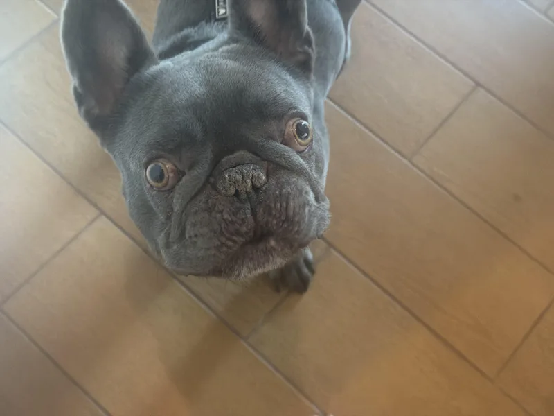 Creedie