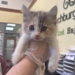 A baby small-sized female Calico Domestic Short Hair cat named Mudbug for adoption in Lynchburg, VA