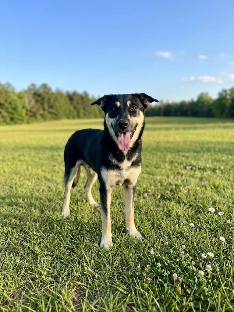 A young large-sized female Shepherd dog named Aries for adoption in Hardeeville, SC