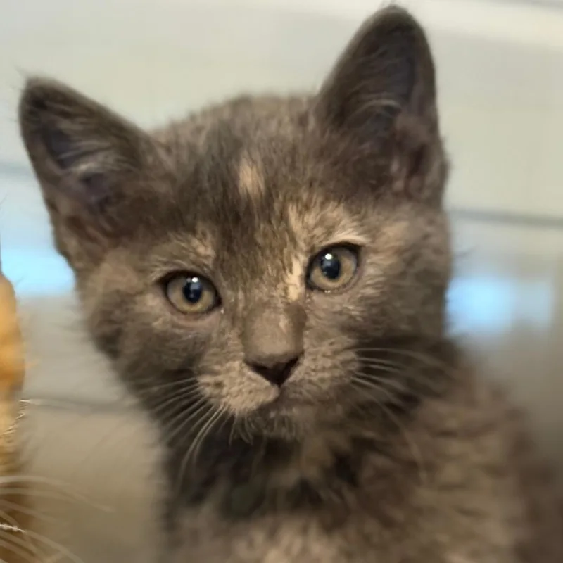 A baby small-sized female Tortoiseshell Domestic Short Hair cat named Kalispell for adoption in Idaho Falls, ID