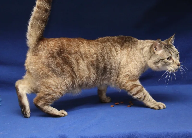 A senior large-sized male Cream / Ivory Siamese cat named Peanut for adoption in Marietta, OH