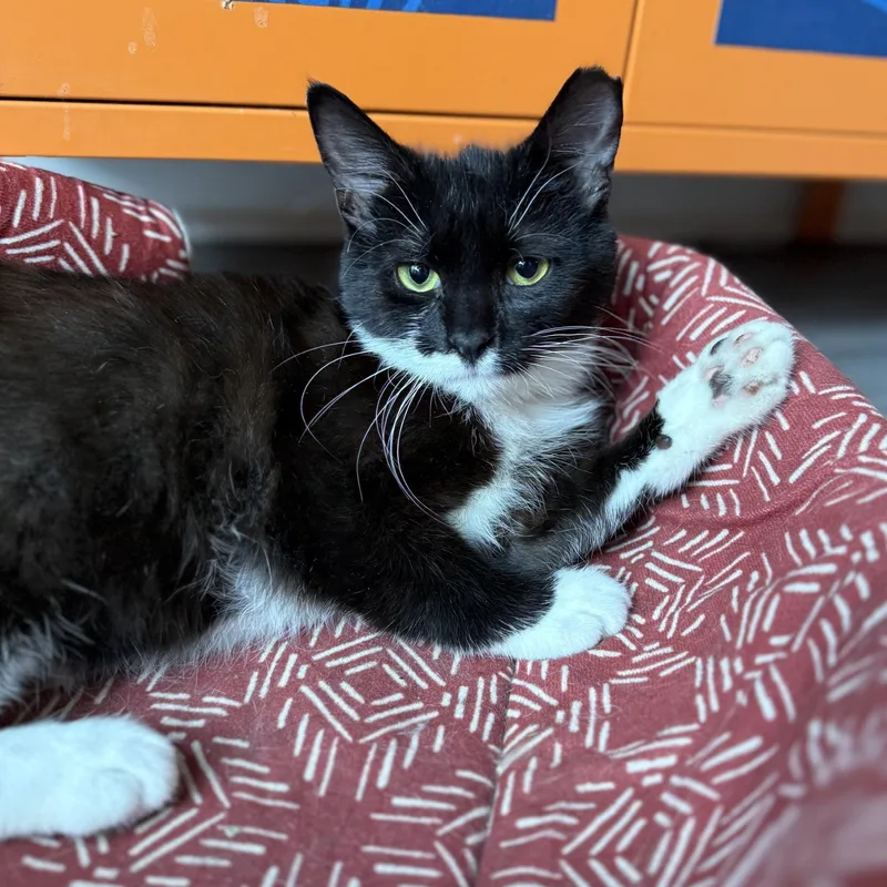 A baby small-sized female Black & White / Tuxedo Domestic Short Hair cat named Cardboard for adoption in Charlotte, NC