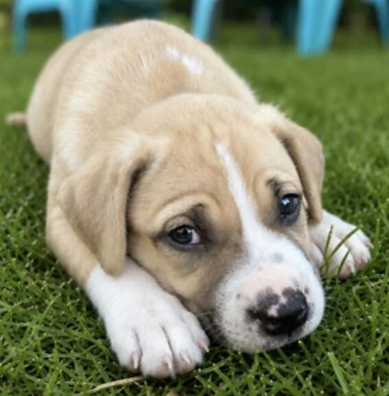 A baby medium-sized male Apricot / Beige Pit Bull Terrier dog named Mack for adoption in Van Nuys, CA