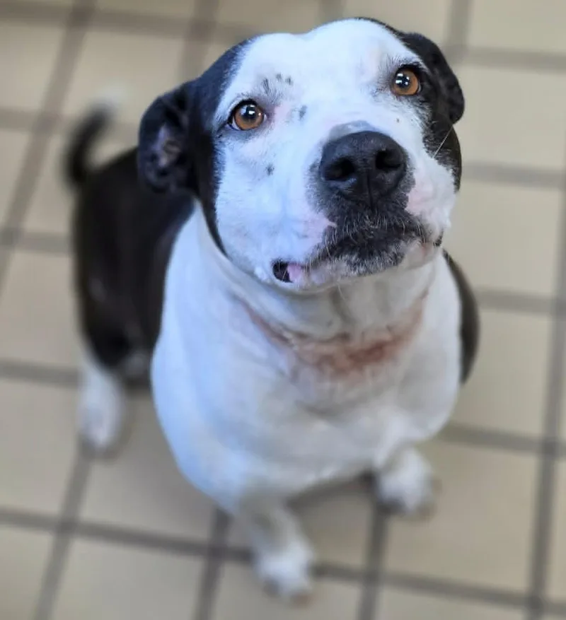 An adult medium-sized female Black Pit Bull Terrier dog named Luna for adoption in White Cloud, MI