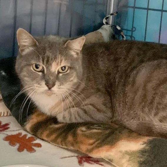 An adult medium-sized female Gray / Blue / Silver Domestic Short Hair cat named Mockingjay for adoption in Austin, TX