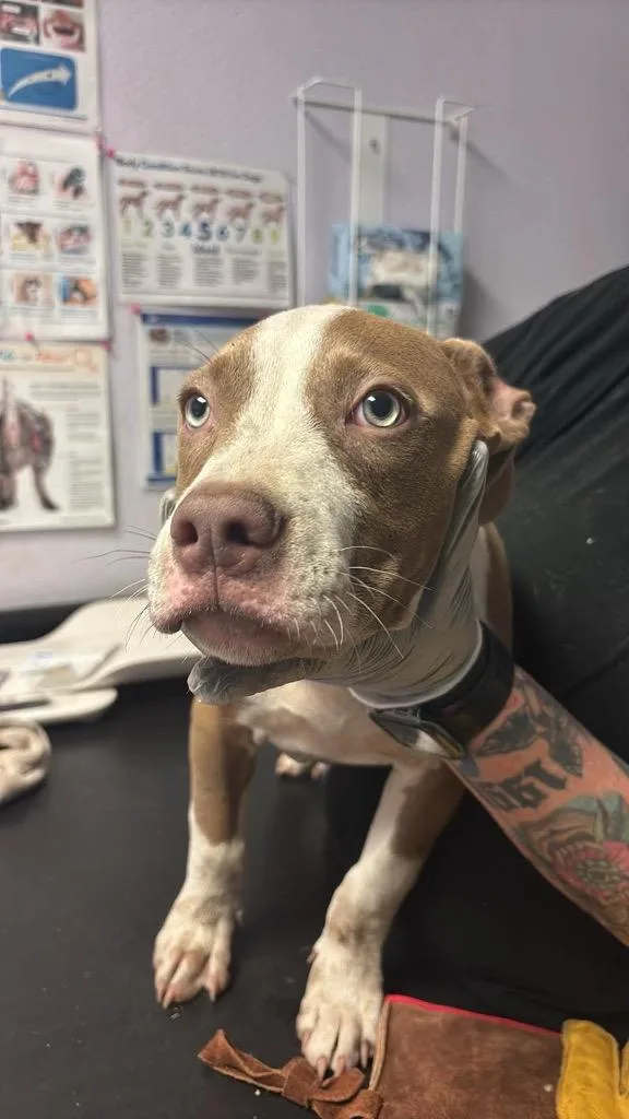 A baby medium-sized male American Staffordshire Terrier dog named Archie for adoption in New Braunfels, TX