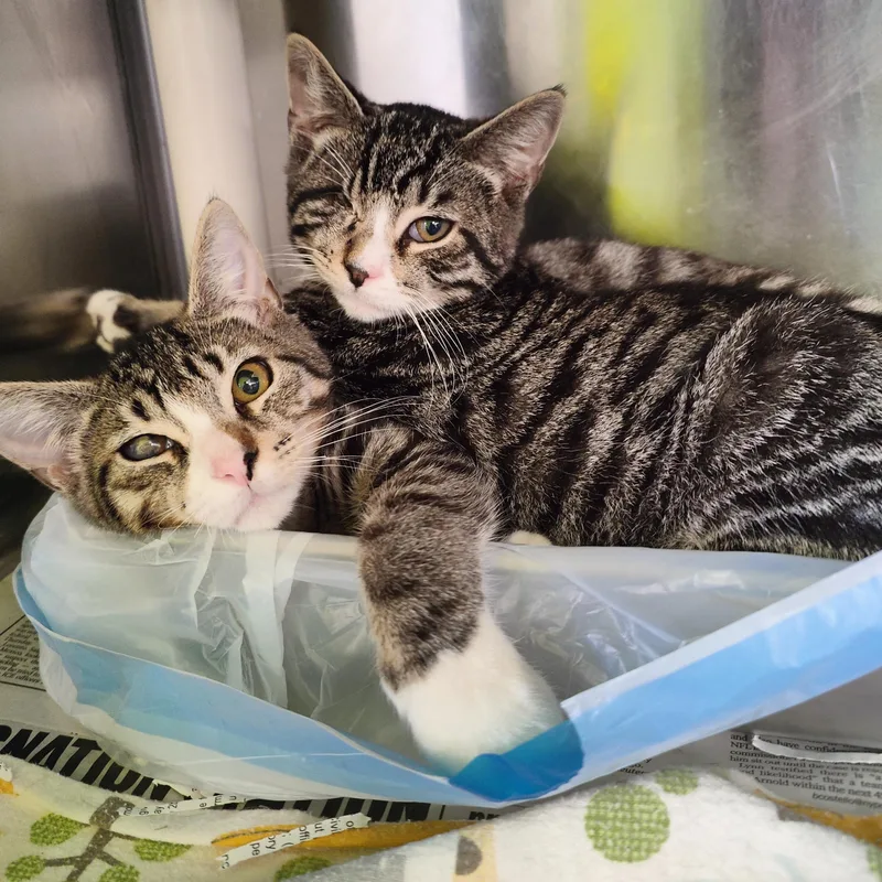 A young small-sized male Tabby (Buff / Tan / Fawn) Domestic Short Hair cat named Munch & Nibble for adoption in Jersey city, NJ