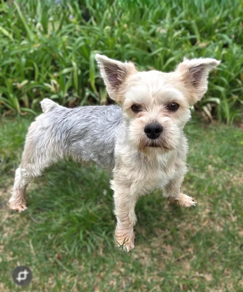 Dieselcoming Soon thumbnail 5