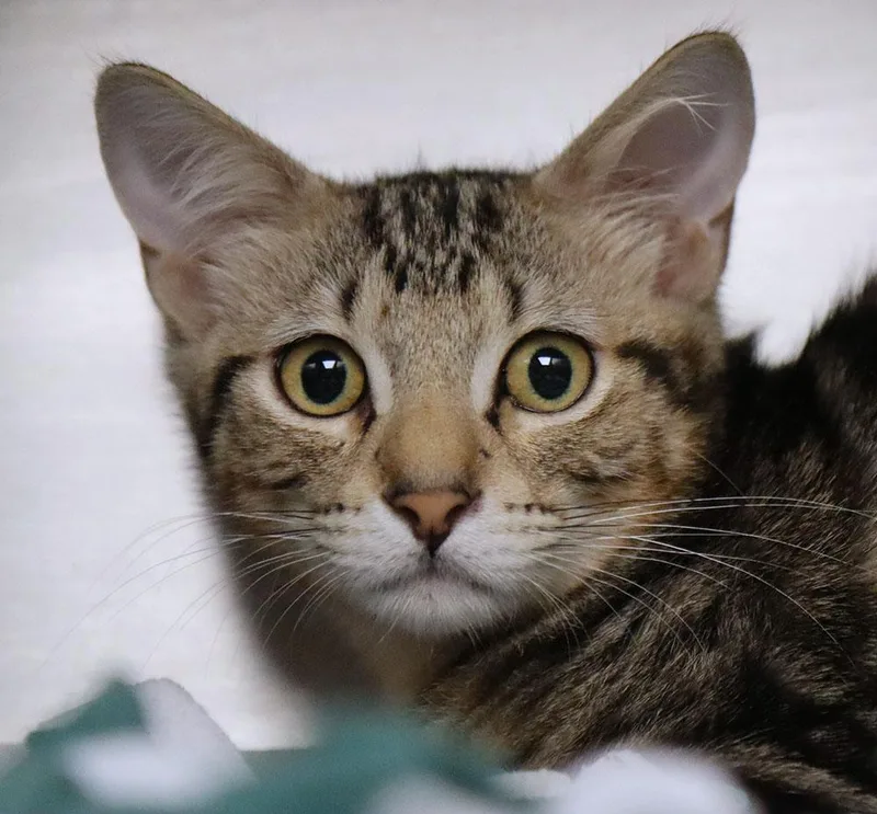 A baby medium-sized male Tabby (Gray / Blue / Silver) Domestic Short Hair cat named Gobi for adoption in Kansas City, KS