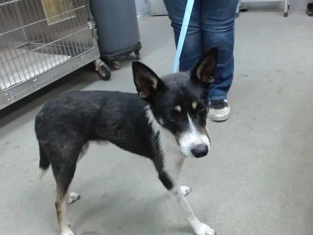 A young medium-sized male Border Collie dog named Axel for adoption in Salinas, CA