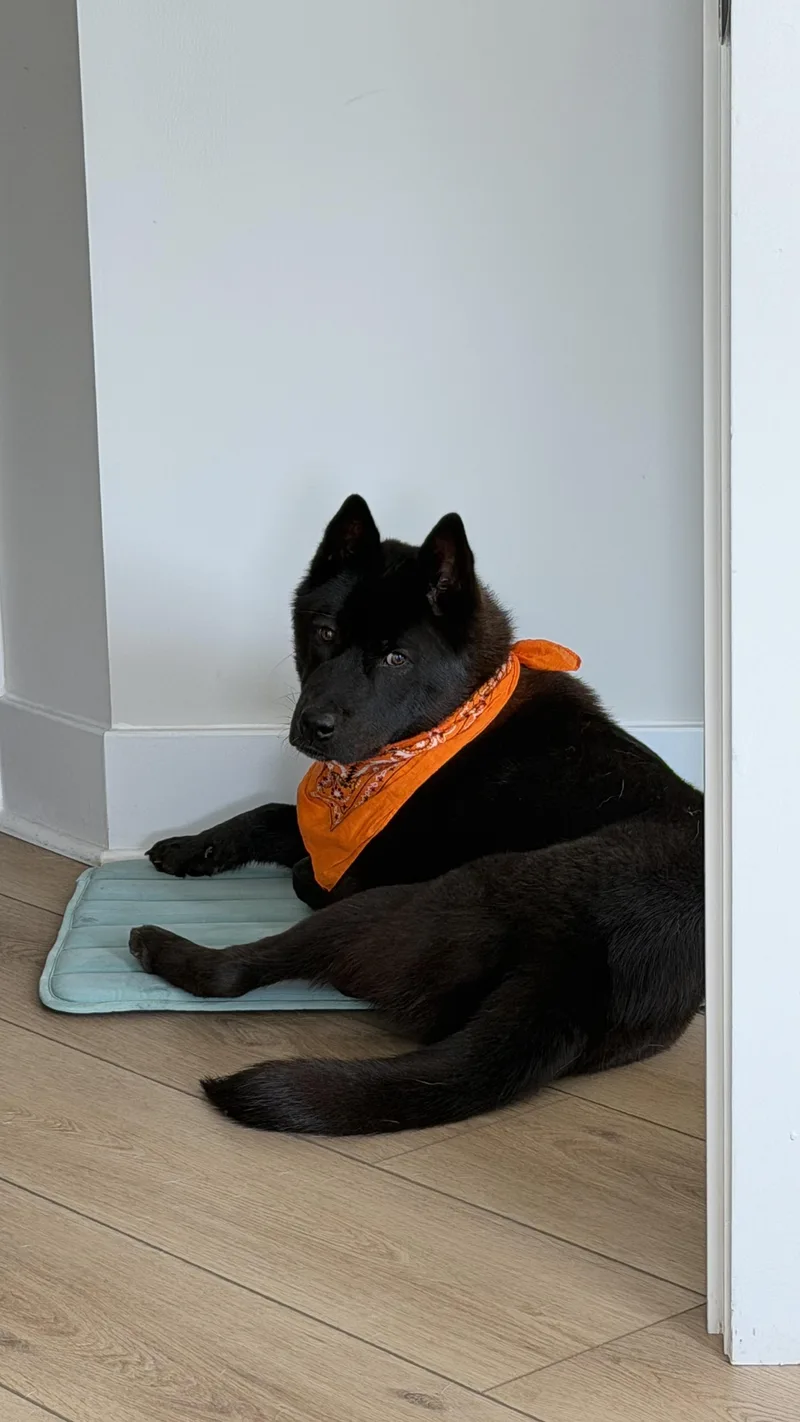 A young medium-sized male Jindo dog named Rocky for adoption in Duluth, GA