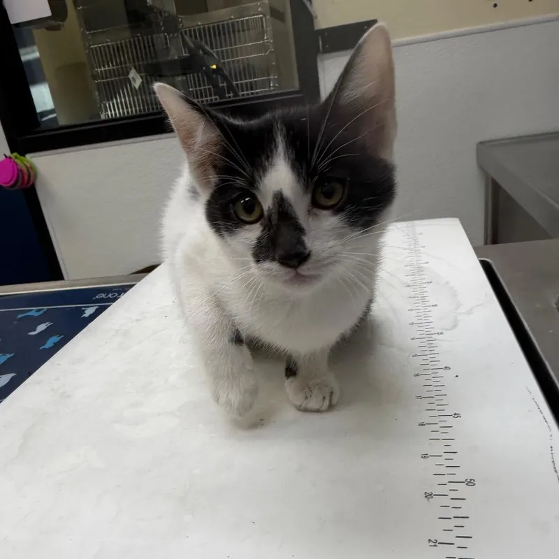 A baby small-sized female White Domestic Short Hair cat named Moonfrye for adoption in Galveston, TX