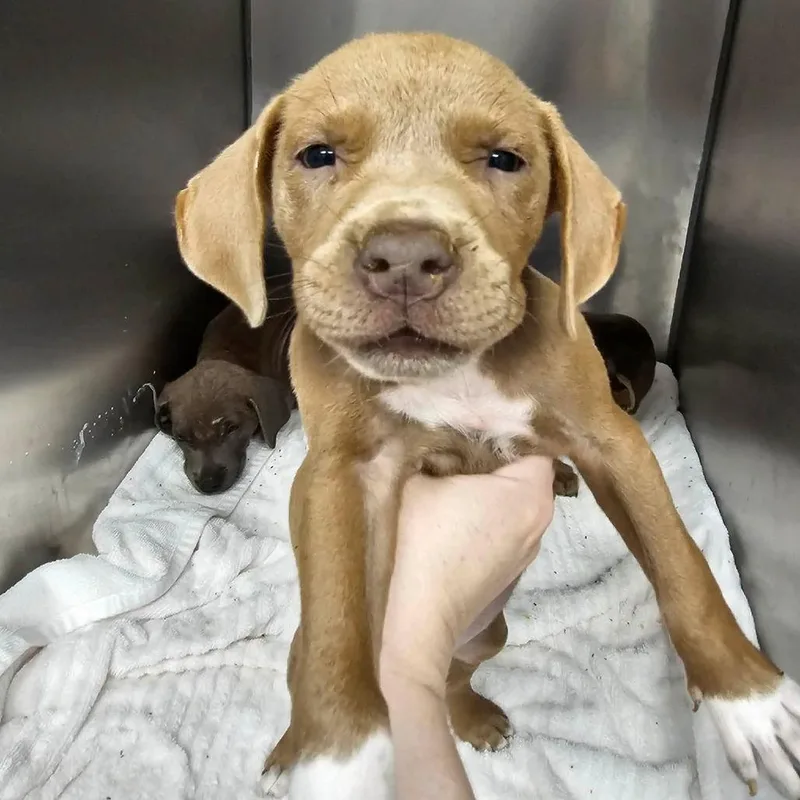 A baby medium-sized female Yellow / Tan / Blond / Fawn Mixed Breed dog named Potato Salad for adoption in Martinsville, VA