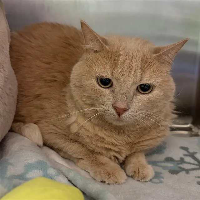 An adult small-sized male Domestic Long Hair cat named Cream for adoption in Centerville, MA