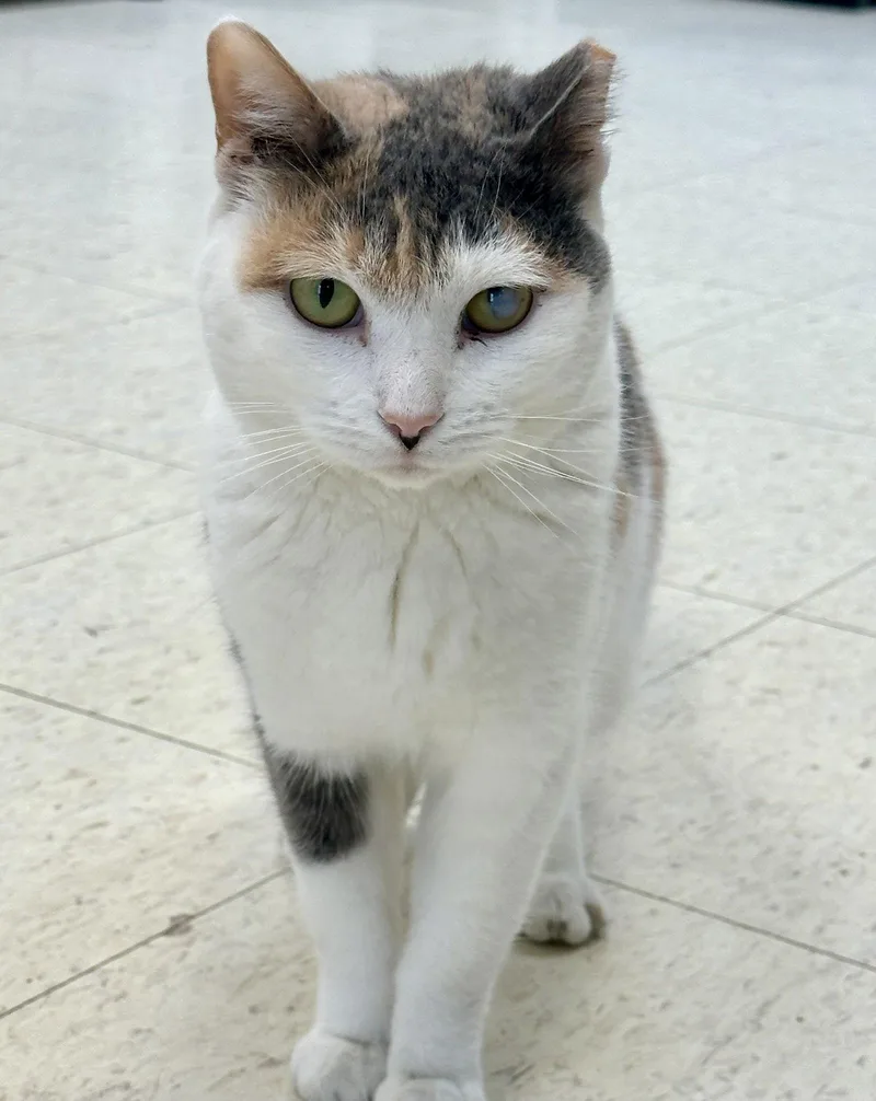 A young medium-sized female Domestic Short Hair cat named Claudette for adoption in Alexandria, VA
