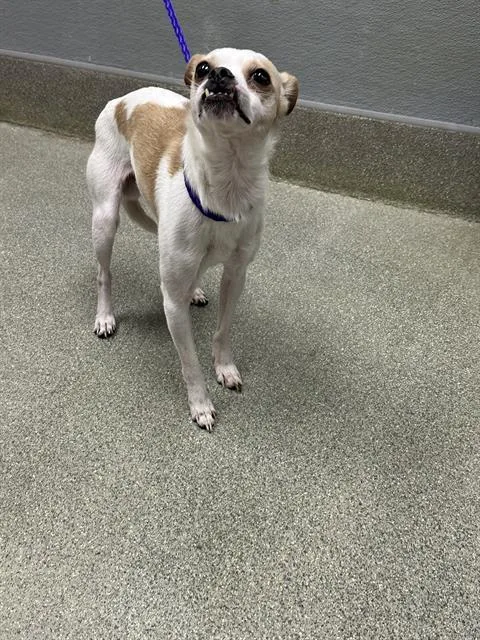 An adult small-sized male Chihuahua dog named Herschel for adoption in Las Vegas, NV