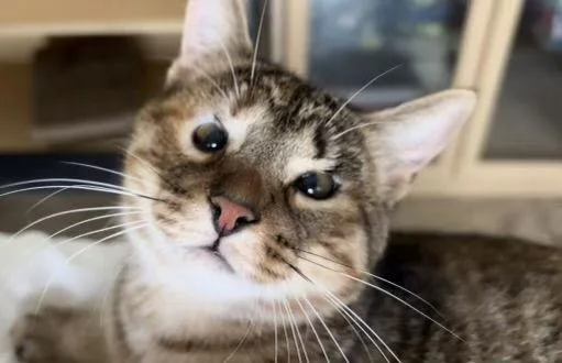 An adult medium-sized female Domestic Short Hair cat named Ariel for adoption in West Palm Beach, FL
