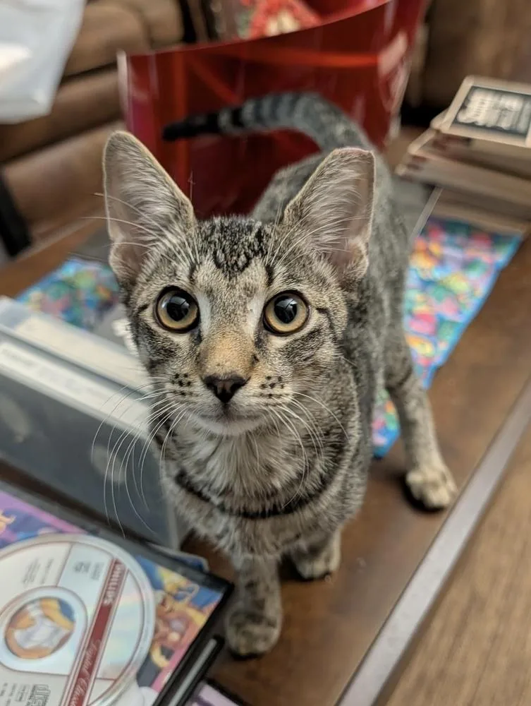A baby small-sized male Domestic Short Hair cat named Huntington for adoption in Dallas, TX