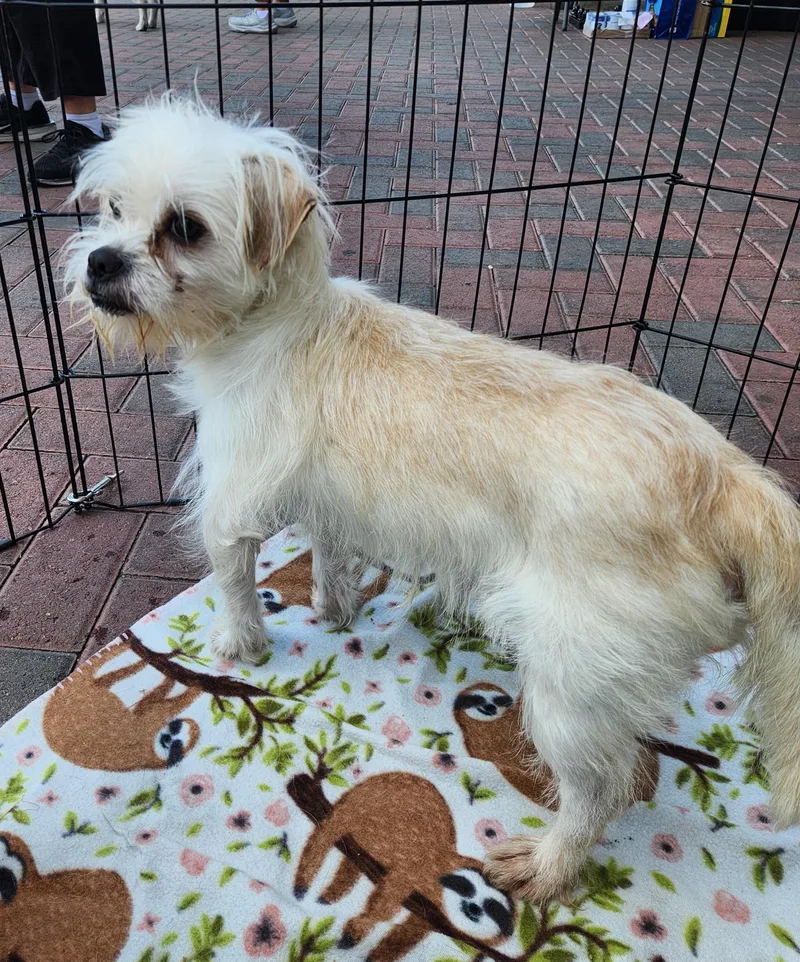 A young small-sized male White / Cream Terrier dog named Mutt for adoption in Las Vegas, NV
