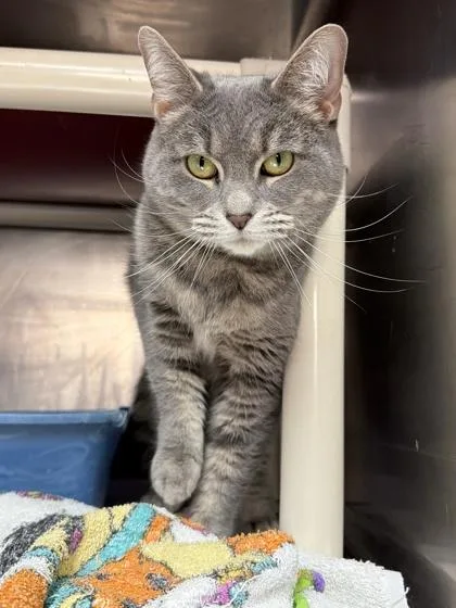 An adult medium-sized female Domestic Short Hair cat named Lilly for adoption in Cumberland, MD