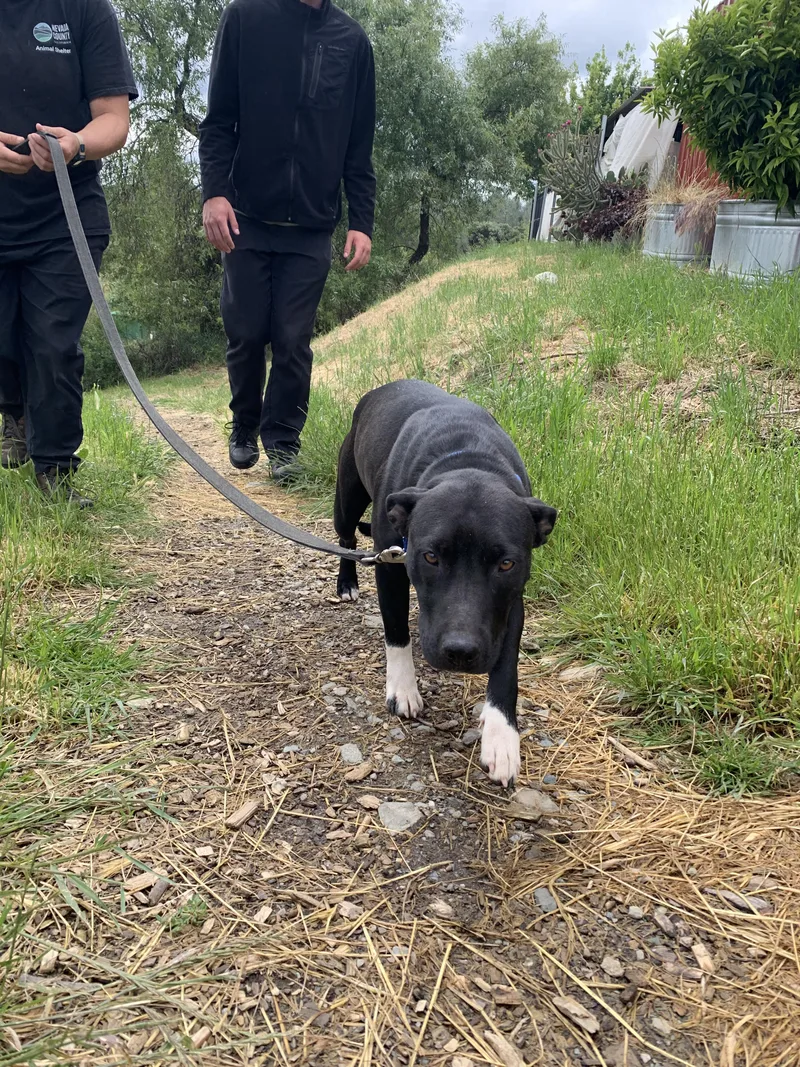 An adult medium-sized female Black Pit Bull Terrier dog named Pot Pie for adoption in Grass Valley, CA