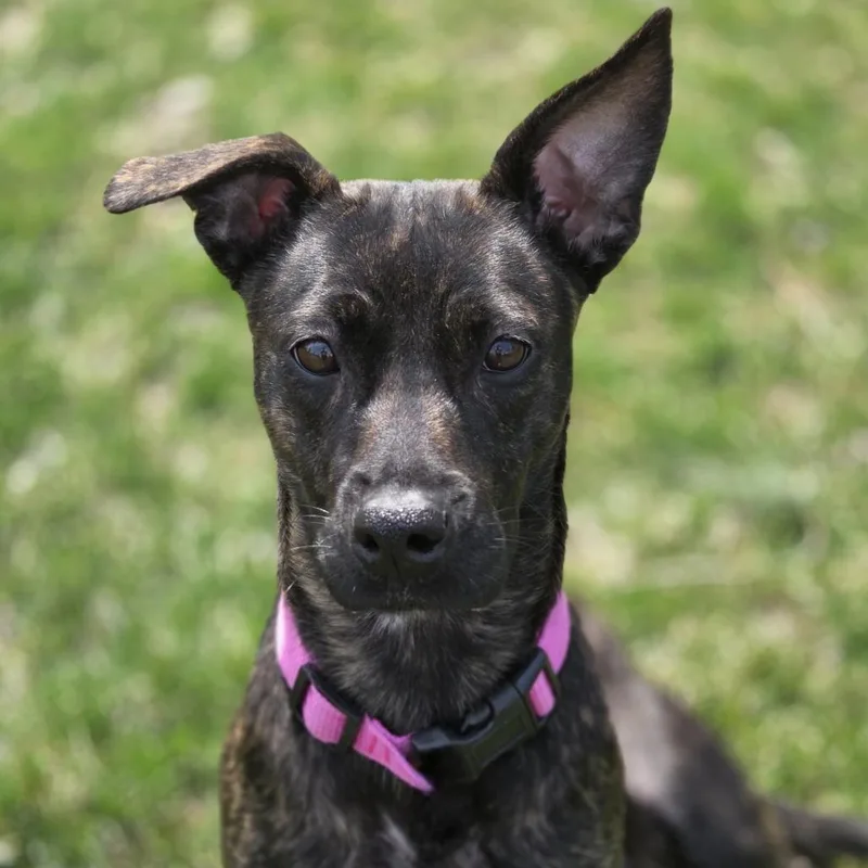A young medium-sized female Black Mixed Breed dog named Lainey for adoption in DeKalb, IL